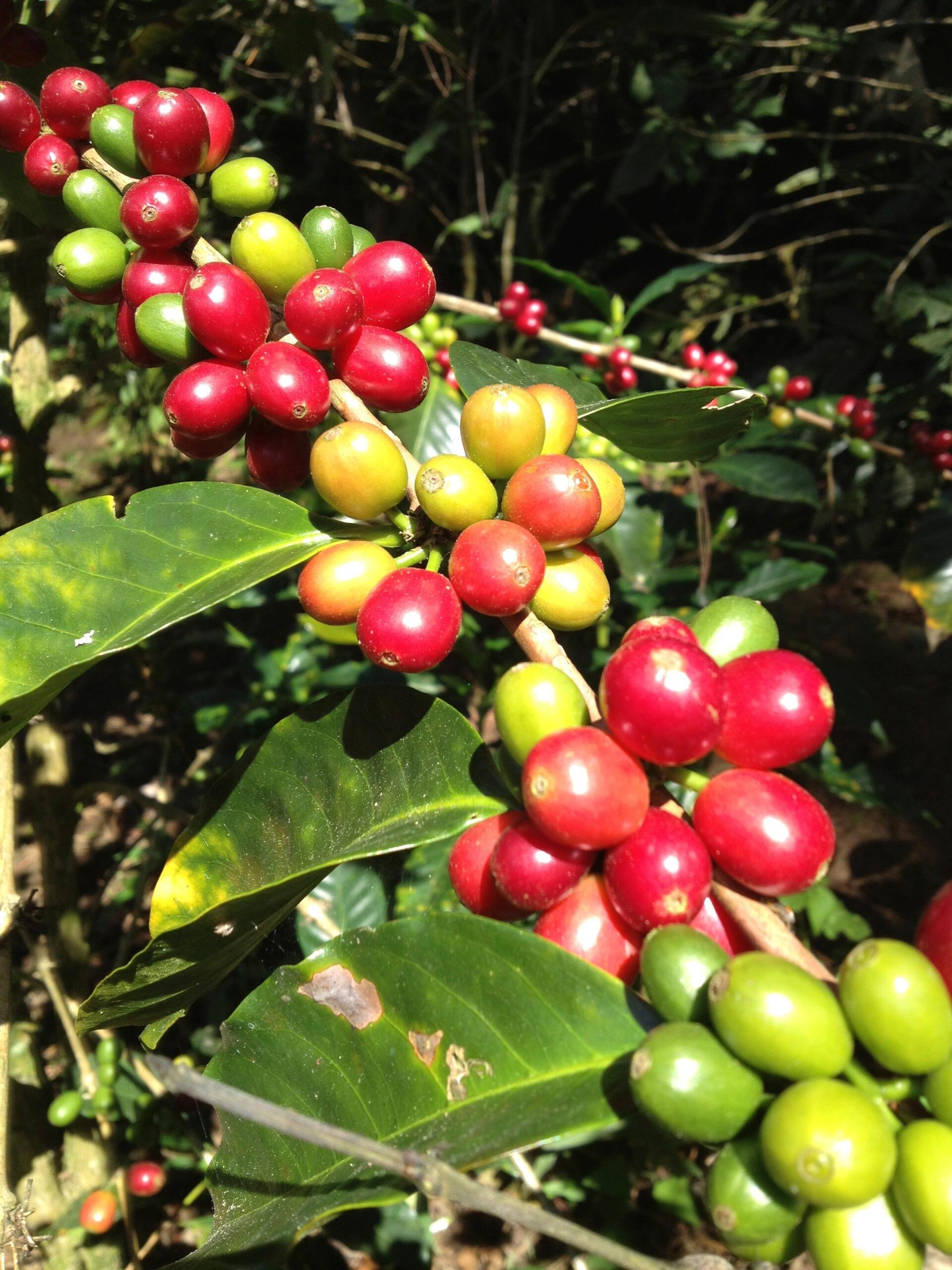 Christmas Magic - Honduras Natural - Cup Score 86,75 – Bild 2