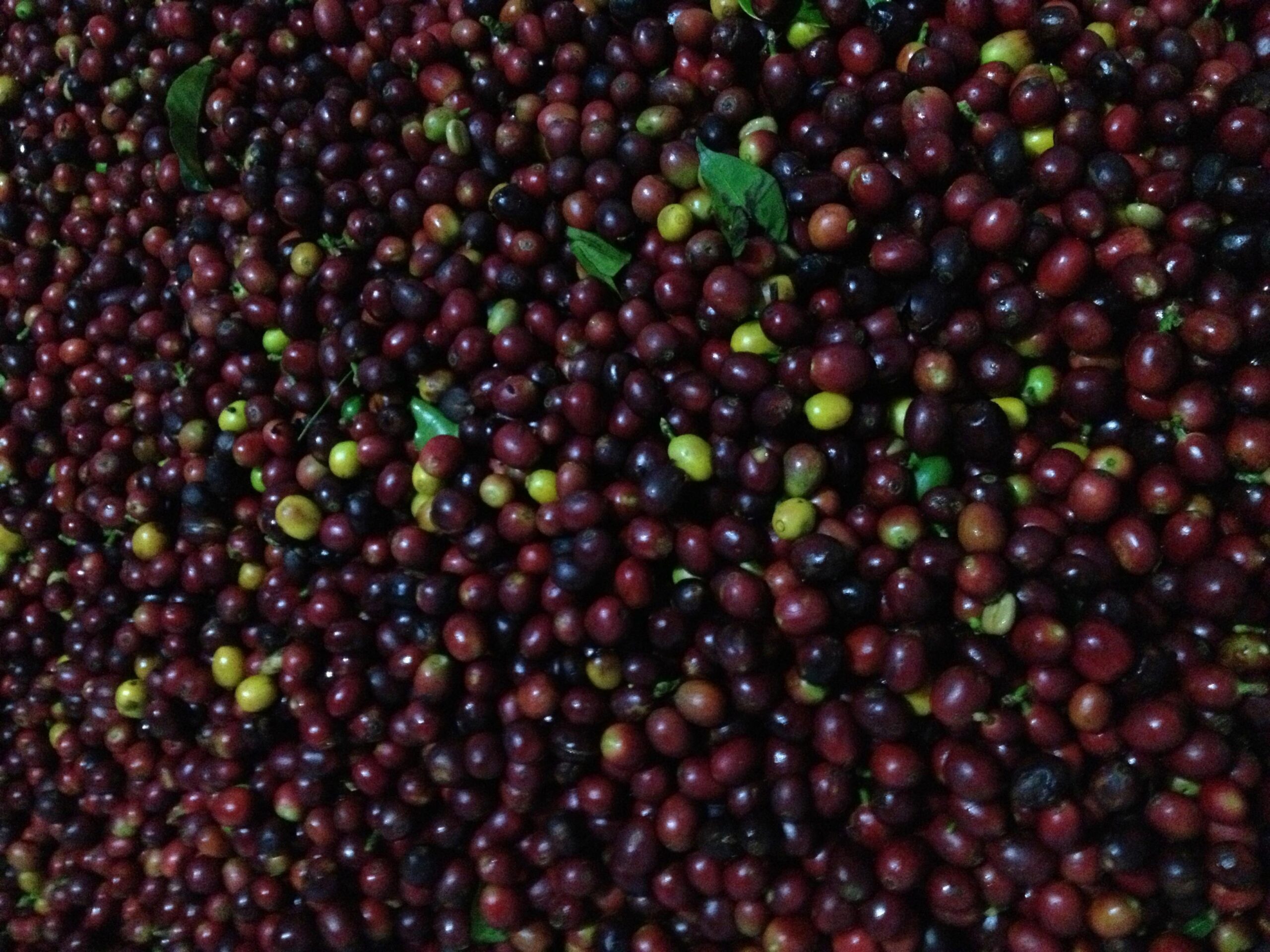 Christmas Magic - Honduras Natural - Cup Score 86,75 – Bild 3